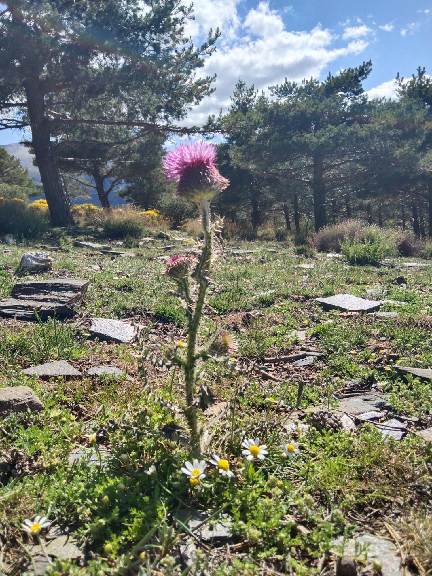 La Posada Del Altozano Lanteira المظهر الخارجي الصورة